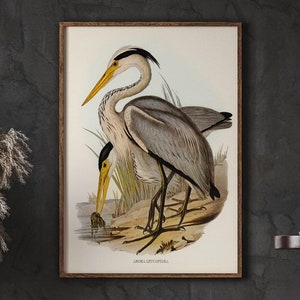Antique Bird Drawings, Great Grey Heron, Rustic Wall Art, Home Decor, Vintage Wall Art, Living Room Wall Decor, DIGITAL DOWNLOAD