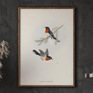Vintage Bird Painting, White-bellied Flycatcher, Exotic Wall Art, Home Decor, Minimalist Wall Decor Living Room Wall Decor, DIGITAL DOWNLOAD