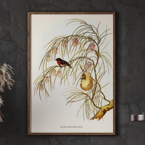 Vintage Song Bird Nursery Decor for Girls Room, Vintage Bird’s Illustration Wall Art, Farmhouse Kitchen Wall Decor, DIGITAL DOWNLOAD