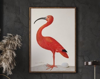 Scarlet Ibis Bird With An Egg Print, Ornithology Gifts, Beach House Wall Art, Vintage Bird Illustration, Coastal Decor, Instant Download