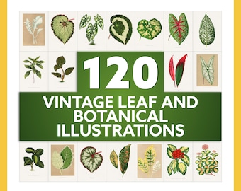 May include: A collage of 120 vintage leaf and botanical illustrations. The illustrations are in black and white and color, and feature a variety of leaves, flowers, and plants.