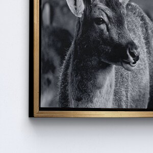 Deer Wildlife Photo Print, Loft Poster, Deer Photo Canvas, Wildlife Canvas Art, Deer Printed, Animal Wall Art, Animalistic Printed, image 8