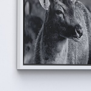 Deer Wildlife Photo Print, Loft Poster, Deer Photo Canvas, Wildlife Canvas Art, Deer Printed, Animal Wall Art, Animalistic Printed, image 6