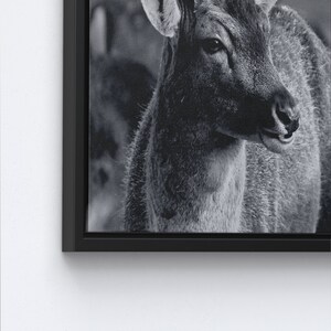Deer Wildlife Photo Print, Loft Poster, Deer Photo Canvas, Wildlife Canvas Art, Deer Printed, Animal Wall Art, Animalistic Printed, image 7