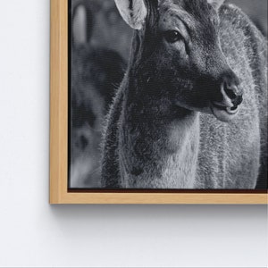 Deer Wildlife Photo Print, Loft Poster, Deer Photo Canvas, Wildlife Canvas Art, Deer Printed, Animal Wall Art, Animalistic Printed, image 9
