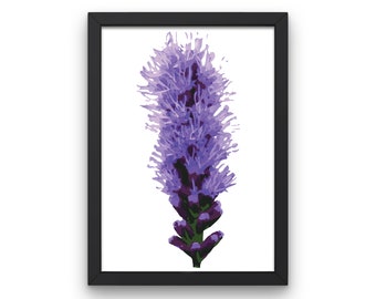 American Purple Wildflower Wall Print, Botanical Wall Art