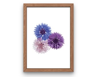 Cornflower Blue Flowers Digital Wall Art Print, Botanical Drawing Artwork