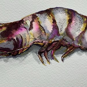 Don&#39;t come the raw prawn with me mate. Digital download, decor, prawn, shrimp, food art print