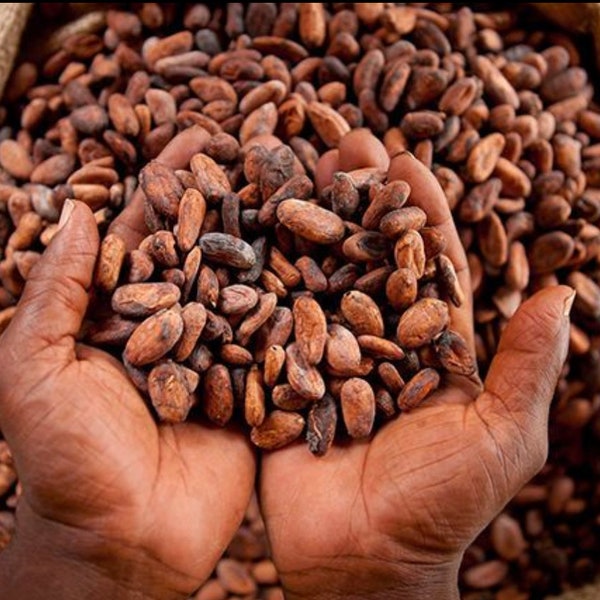 100% ORGANIC DRIED CACAO Beans 1KG (Ghanaian)