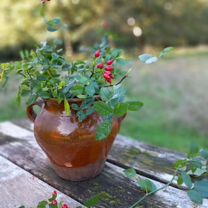 May include: A terracotta pot containing a green rose bush with red berries, resting on a weathered wooden surface.