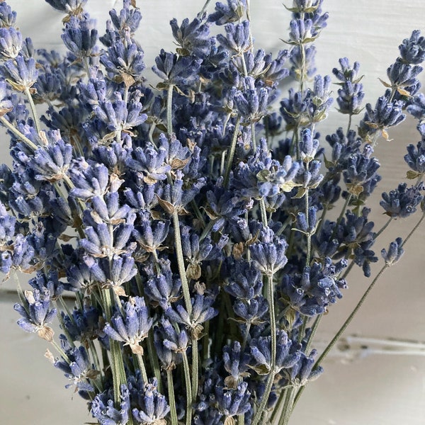 Dried Lavender Bunch, Dark Blue Hidcote, English Lavender, Lavender Bouquet, Lavender Bunch,Lavender Oil, Farmhouse Decor, SMALL FAMILY FARM