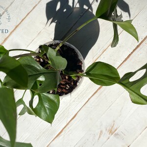 May include: A green Monstera adansonii plant with fenestrated leaves in a clear plastic pot. The plant is sitting on a white wooden surface. The text "ORGANIC POTTING BLENDS ROOTED" is visible in the top left corner of the image.