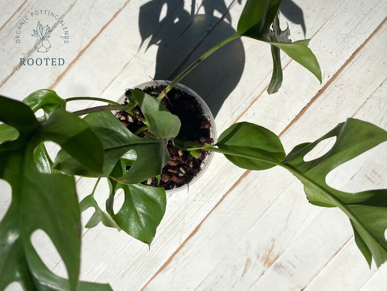 May include: A green Monstera adansonii plant with fenestrated leaves in a clear plastic pot. The plant is sitting on a white wooden surface. The text "ORGANIC POTTING BLENDS ROOTED" is visible in the top left corner of the image.