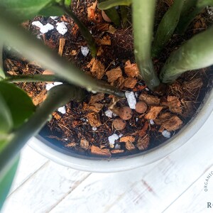 May include: Close-up of a potted plant with green leaves and brown soil. The soil is a mix of coconut coir, bark, and small white pebbles. The pot is white and has the text "ORGANIC POTTING BLENDS ROOTED" on the side.