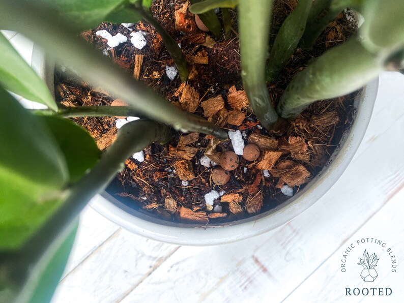 May include: Close-up of a potted plant with green leaves and brown soil. The soil is a mix of coconut coir, bark, and small white pebbles. The pot is white and has the text "ORGANIC POTTING BLENDS ROOTED" on the side.