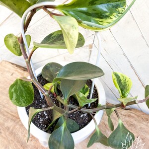 May include: A variegated Peperomia plant with green and yellow leaves growing in a white pot with a white metal trellis. The plant is growing up the trellis and has a heart-shaped leaf at the bottom of the image. The image is labeled #1.