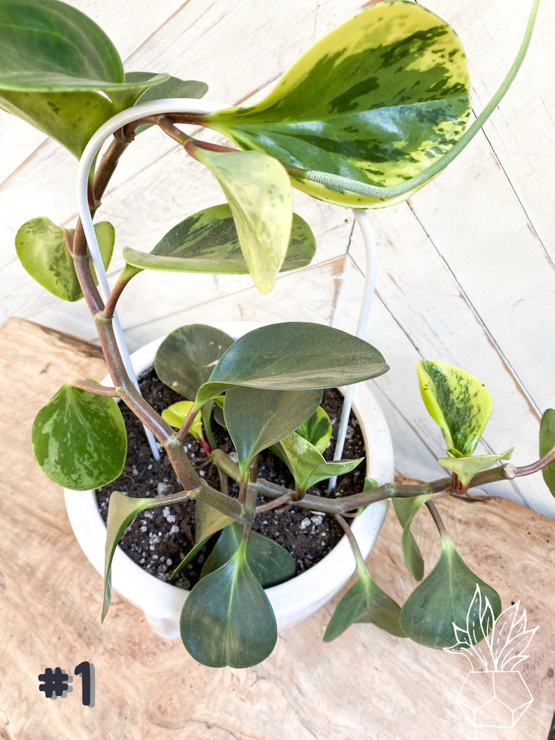May include: A variegated Peperomia plant with green and yellow leaves growing in a white pot with a white metal trellis. The plant is growing up the trellis and has a heart-shaped leaf at the bottom of the image. The image is labeled #1.