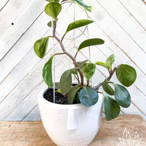 May include: A variegated houseplant with green and yellow leaves growing in a white ceramic planter with a face design. The plant is supported by a white metal trellis.
