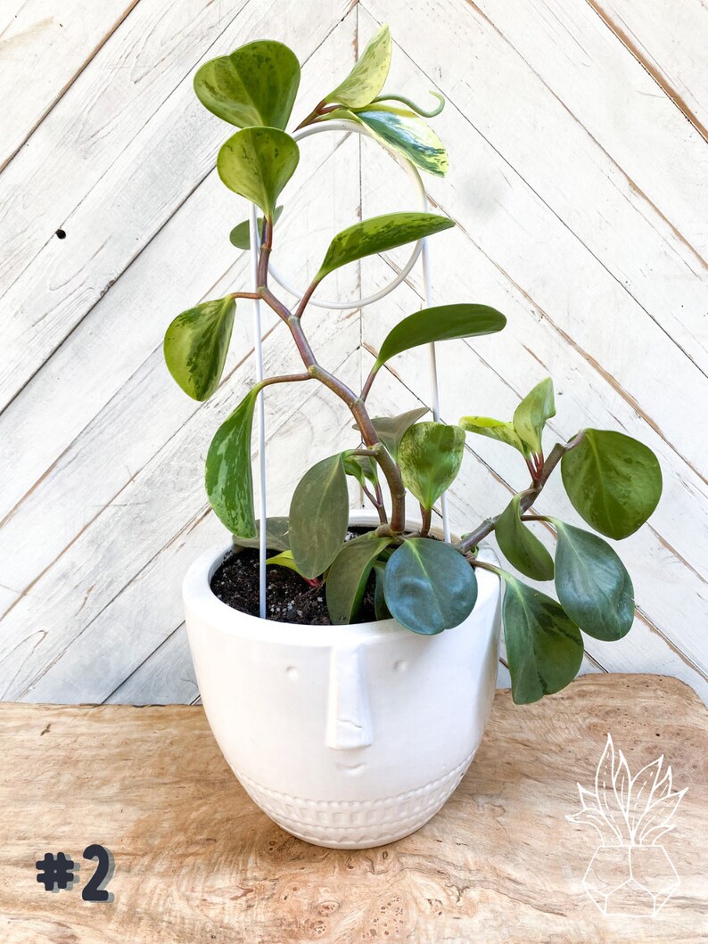 May include: A variegated houseplant with green and yellow leaves growing in a white ceramic planter with a face design. The plant is supported by a white metal trellis.