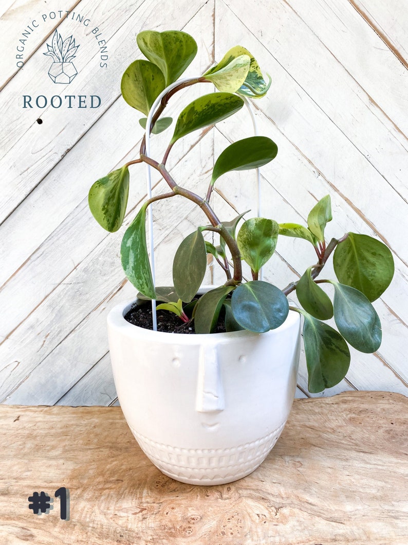 May include: A green and yellow variegated houseplant in a white ceramic planter with a face design. The plant is growing up a white metal arch. The planter has the text "ROOTED" on it. The background is a white wood wall.