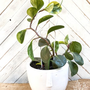 May include: A variegated houseplant with green and yellow leaves growing in a white ceramic planter with a face design. The plant is supported by a white metal trellis. #3