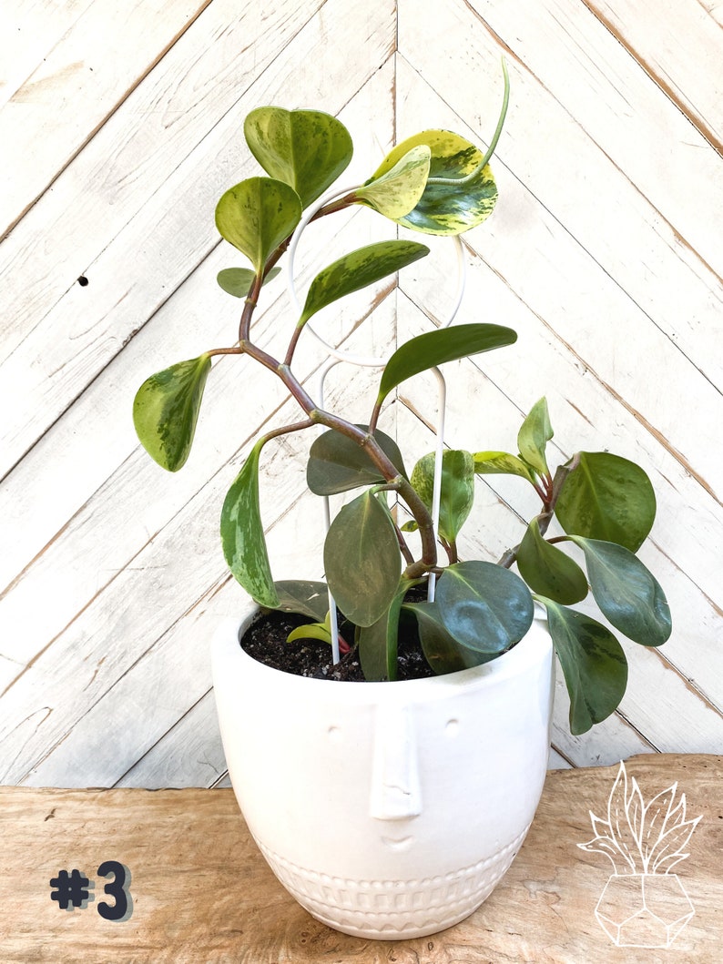 May include: A variegated houseplant with green and yellow leaves growing in a white ceramic planter with a face design. The plant is supported by a white metal trellis. #3