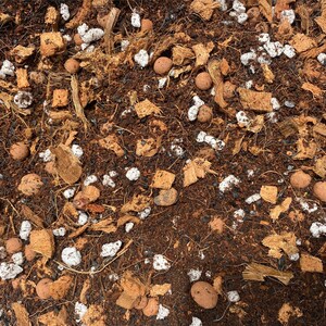 May include: Close-up of a brown soil mix with white and brown coconut husk pieces, small brown clay balls, and white perlite.