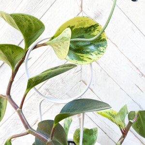 May include: A variegated houseplant with green and yellow leaves growing in a white pot with a white metal support. The plant has a long, thin vine growing up the support. The image is labeled #3.