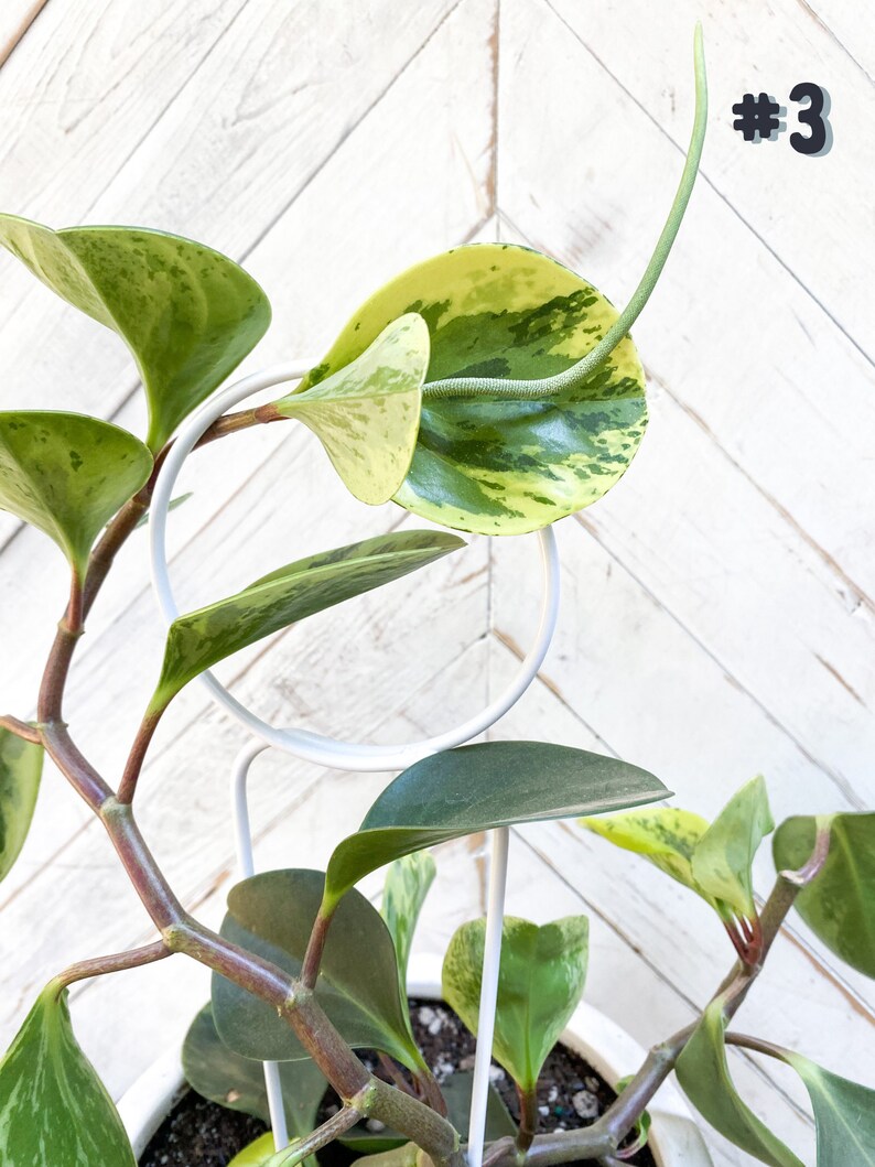 May include: A variegated houseplant with green and yellow leaves growing in a white pot with a white metal support. The plant has a long, thin vine growing up the support. The image is labeled #3.