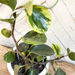 May include: A variegated Peperomia plant with green and yellow leaves growing in a white pot. The plant is supported by a white metal trellis.
