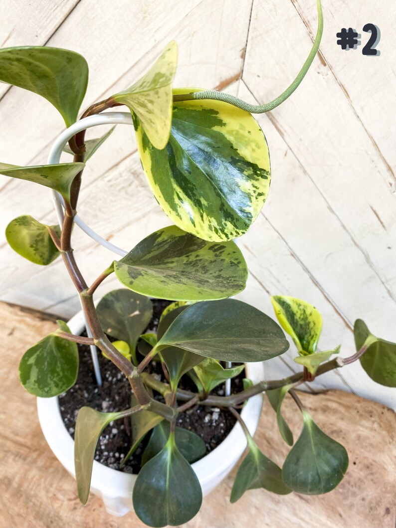 May include: A variegated Peperomia plant with green and yellow leaves growing in a white pot. The plant is supported by a white metal trellis.