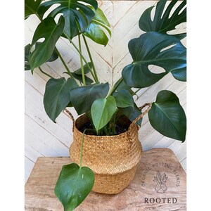 May include: A large green Monstera plant in a woven basket planter. The plant is sitting on a wooden surface. The text "ORGANIC POTTING BLENDS ROOTED" is visible on the surface.