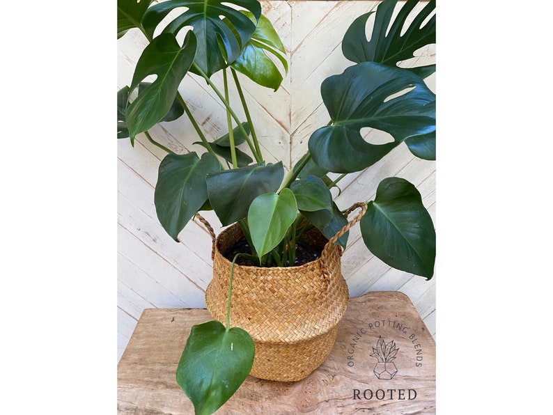 May include: A large green Monstera plant in a woven basket planter. The plant is sitting on a wooden surface. The text "ORGANIC POTTING BLENDS ROOTED" is visible on the surface.