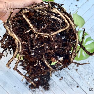 May include: A close-up of a plant's root ball, showing a dense network of brown and white roots. The roots are tightly packed together and appear to be healthy.