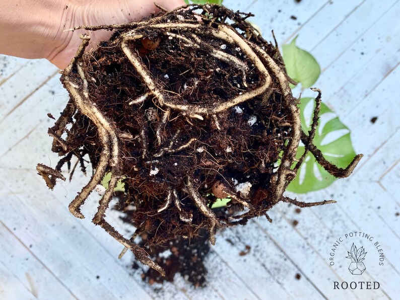 May include: A close-up of a plant's root ball, showing a dense network of brown and white roots. The roots are tightly packed together and appear to be healthy.