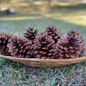 May include: A collection of brown pine cones arranged in a woven basket. The pine cones are various sizes and shapes, with detailed textures. The basket is round and made of light brown woven material, set on a bed of green grass.