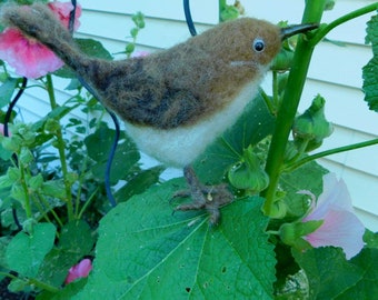 Very cute House Wren