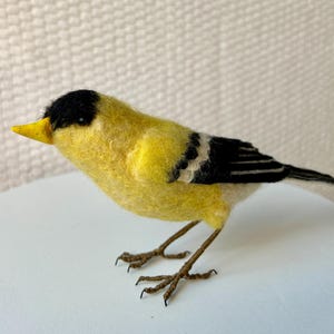 American Goldfinch