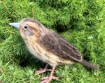 LeConte's Sparrow