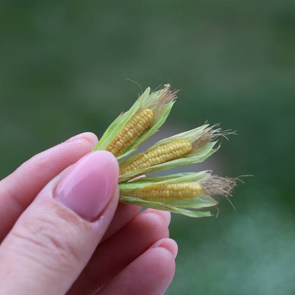 Miniature corn , Dollhouse food, Food for dollhouse, Mini food, Doll food, Miniature fruits and vegetables, Miniatures, Mini corn