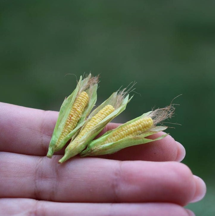 Miniature Corn Dollhouse Food Food for Dollhouse Mini Etsy