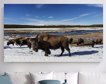 American Buffalo Canvas Print: Wildlife Bison Family Wall Art