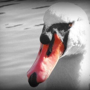 Cisne