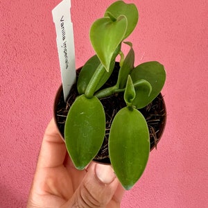Vanilla Imperialis - Vanilla orchid