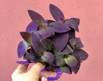 Tradescantia pallida 'Corazón Púrpura'