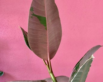 Ficus elastica Camuflaje Rosa