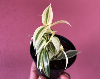 Orchidée vanille 'Vanilla planifolia 'albo marginata'