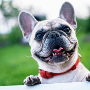 May include: A close-up of a smiling French Bulldog with a red collar. The dog's light-colored fur contrasts with its dark nose and eyes. Its tongue is visible, and it appears to be resting its paws on a white surface, with a green background.