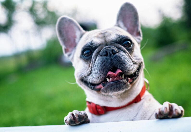 May include: A close-up of a smiling French Bulldog with a red collar. The dog's light-colored fur contrasts with its dark nose and eyes. Its tongue is visible, and it appears to be resting its paws on a white surface, with a green background.