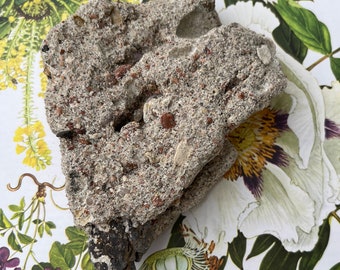 Medium Conglomerate Rock, with small gems| Native Coloradan conglomerate rock